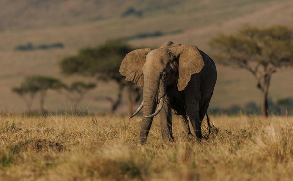 Où participer à une expédition pour voir les éléphants dans le parc national d'Etosha, Namibie?